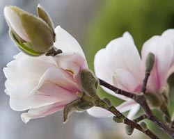 Magnolia