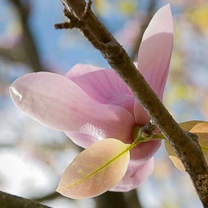 Magnolia x soulangiana 'Alexandrina' 