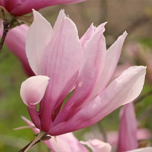 Magnolia 'Jane' 