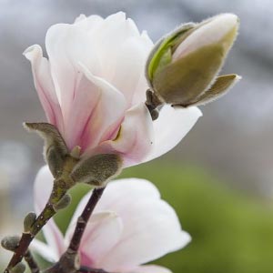 Magnolia x loebneri 'Merrill' 