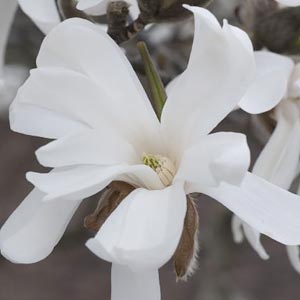 Magnolia stellata 'Royal Star' 