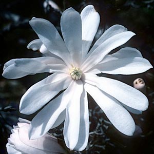 Magnolia stellata 