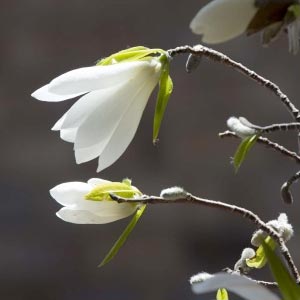 Magnolia salicifolia 'W.B. Clarke' 