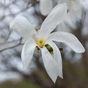 Magnolia x kewensis 'Wada's Memory' 