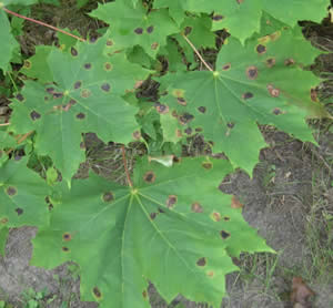 Maple Leaves Have Black Spots Chicago Botanic Garden