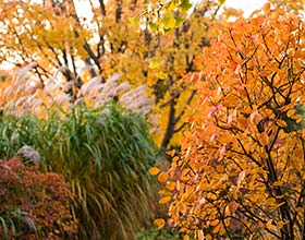 Membership Chicago Botanic Garden Gift Memberships Give The Of All Four Seasons