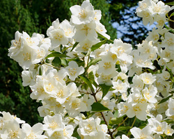 Mock Orange Pruning