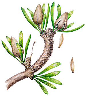 Illustration of Umaltolepis mongoliensis