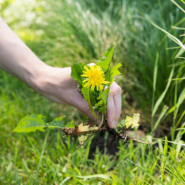 Gift your weeding labor