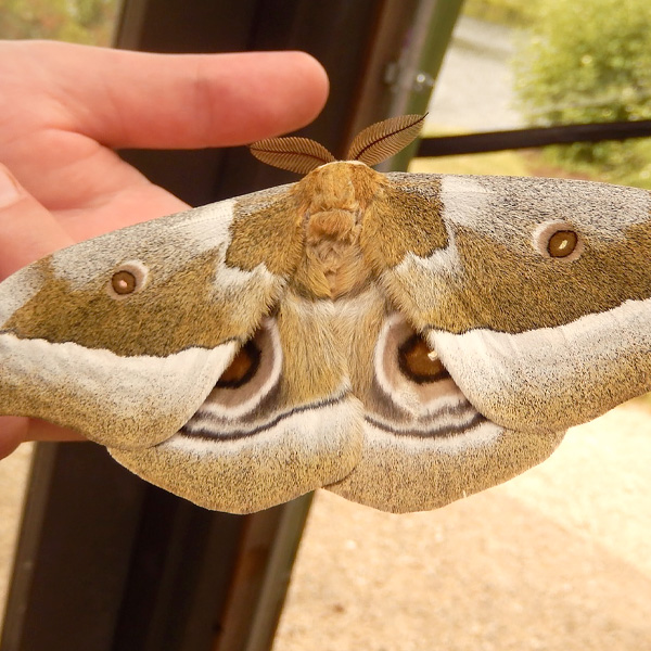 African Emperor Moth