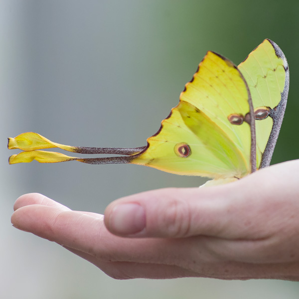 African Moon Moth