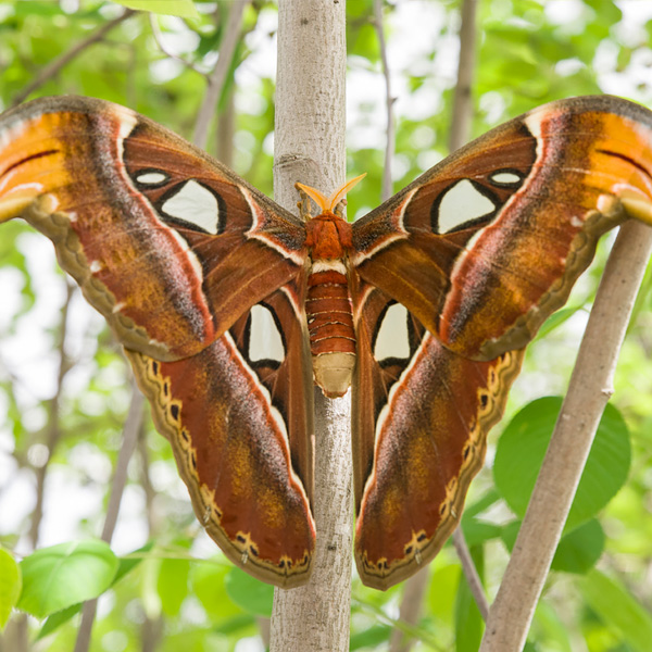 Atlas Moth