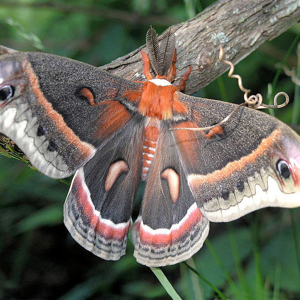 Cecropia Moth