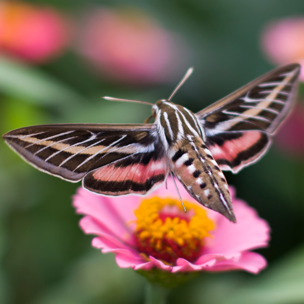 Wildlife at the Garden