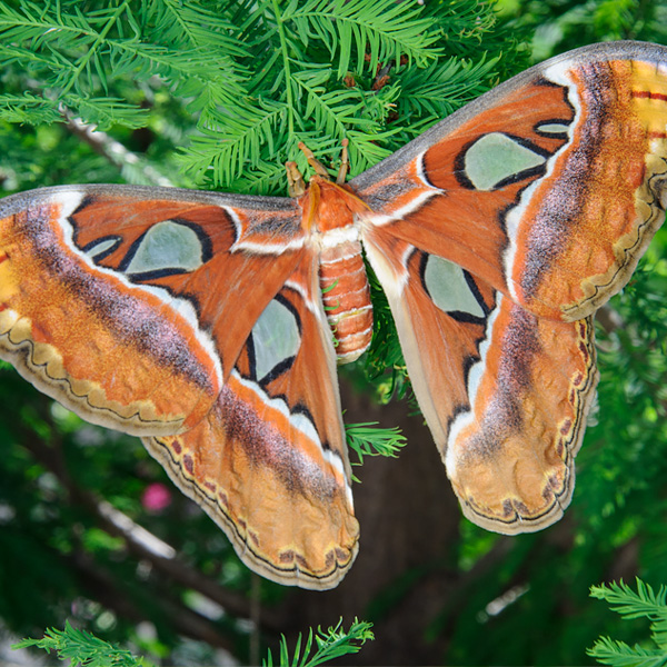 Rothschild Silkmoth