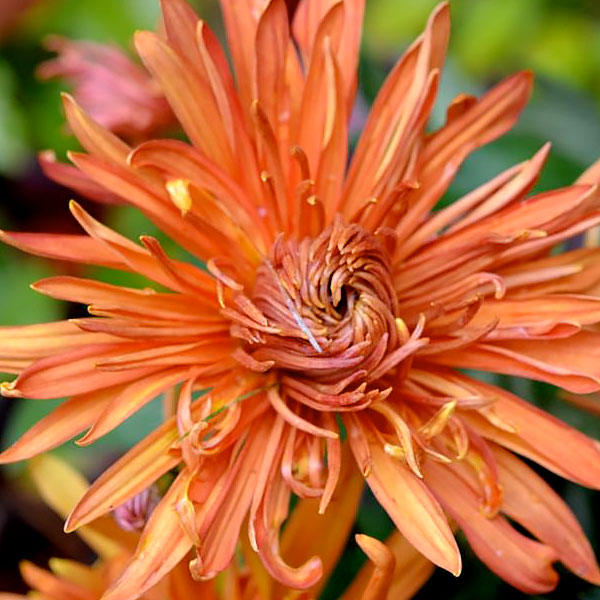 Bronze Giant Garden Mum