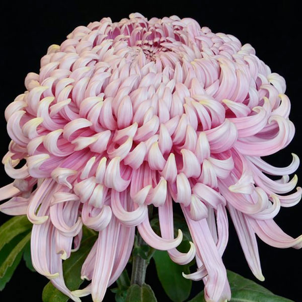 Chrysanthemum 'Jefferson Park'