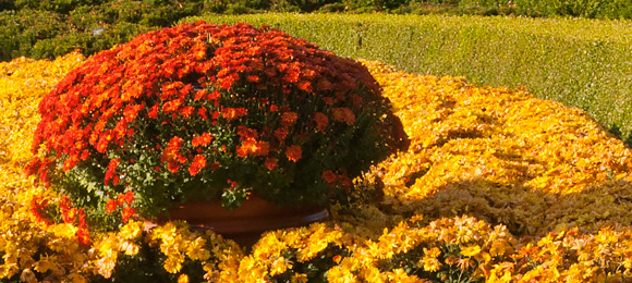 chrysanthemums chicago botanic garden