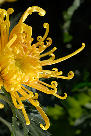 Yellow Spider Mum