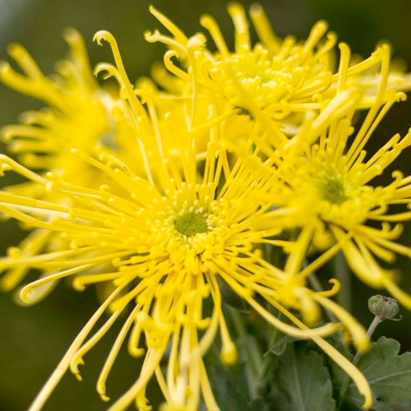 Chrysanthemum 'Oregon City'