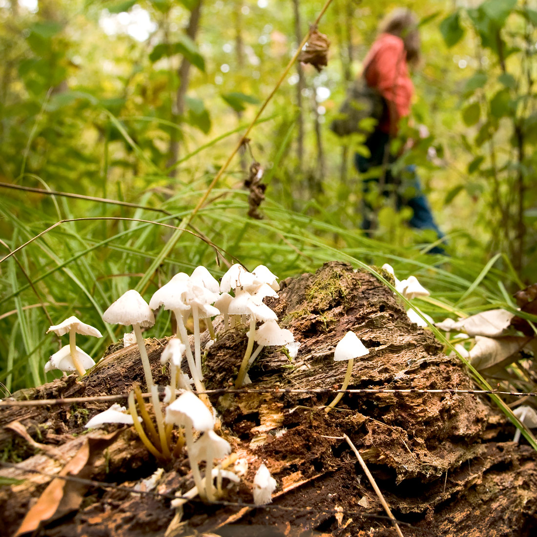 Mushrooms