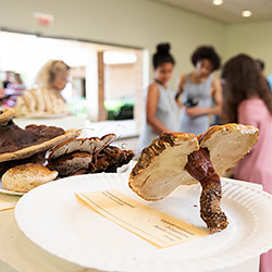 Illinois Mycological Association Mushroom Show & Sale