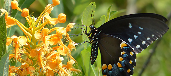 Native Orchid