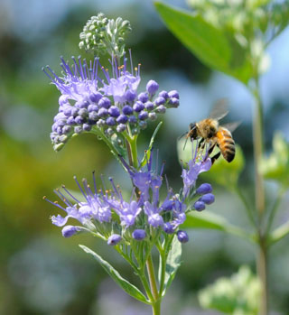 Native Flowers with Bee