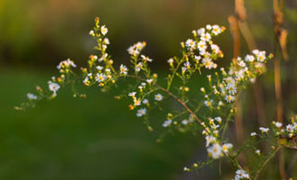 Native Plant Garden