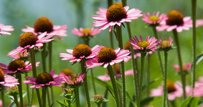 Echinacea