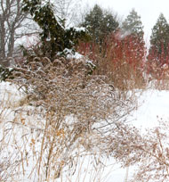 Native Plants in Winter