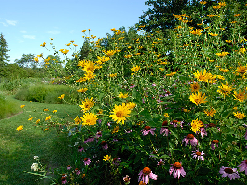 Native Plants