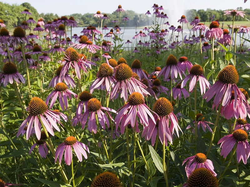 Native Plants