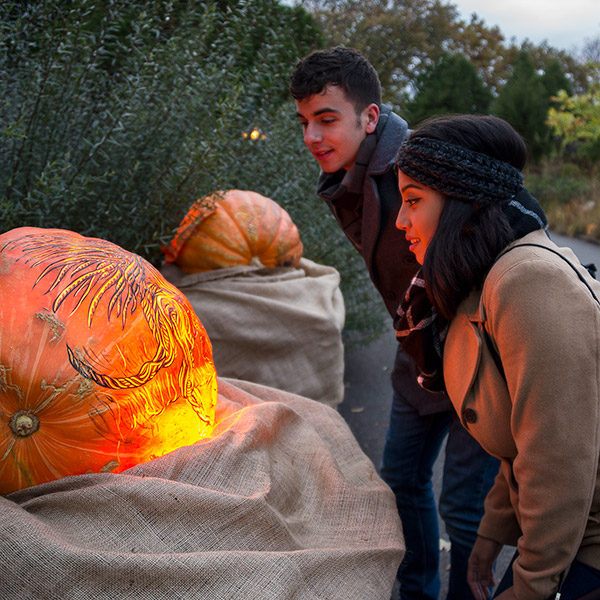 Couple looking at the pumpkins