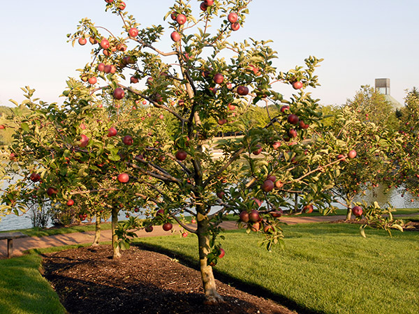 October Tree and Shrub Care