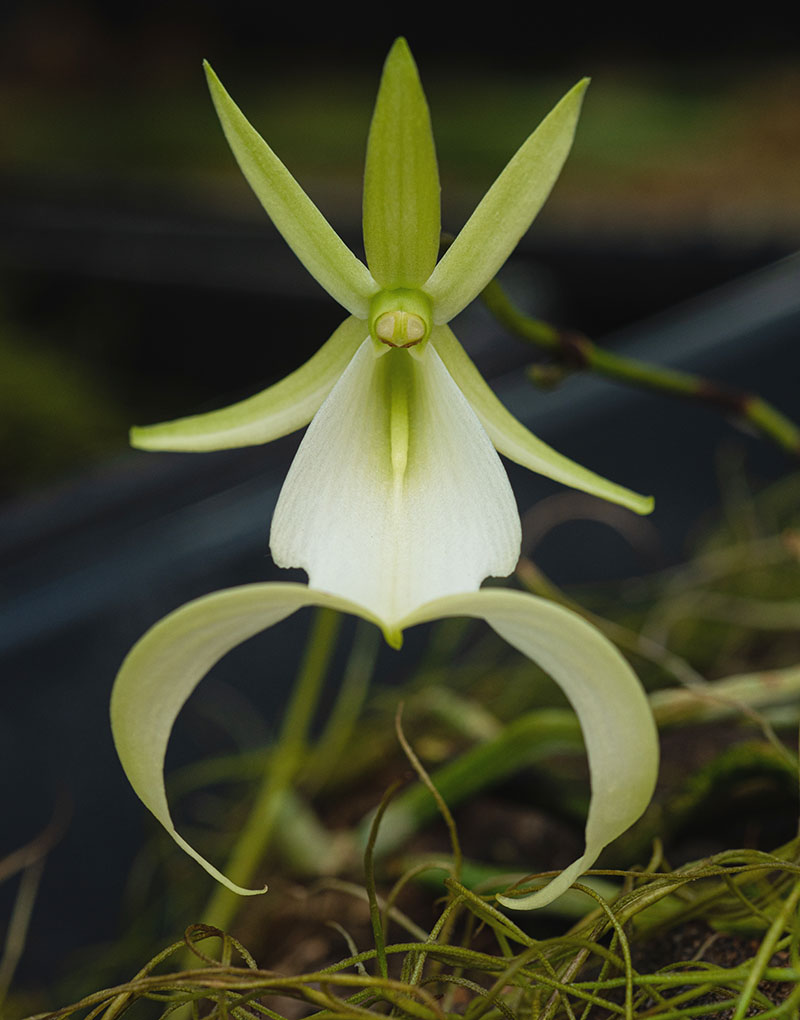 Ghost orchid in bloom