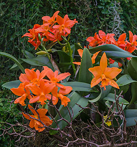 Chicago botanic garden orchid show Chicago botanic garden orchid show