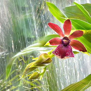 Chicago botanic garden orchid show Chicago botanic garden orchid show
