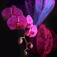 Image result for chicago botanic garden 2018 orchid show