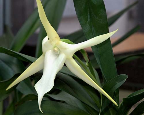 Angraecum Sesquipedale