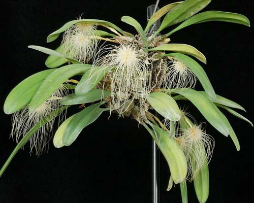 Bulbophyllum medusae ‘Miami’