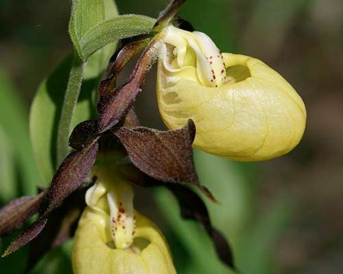 Cypripedium Calceolus