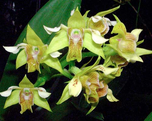 Dendrobium macrophyllum