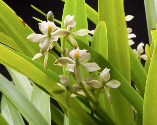 Encyclia radiata