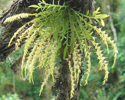 Frondaria caulescens