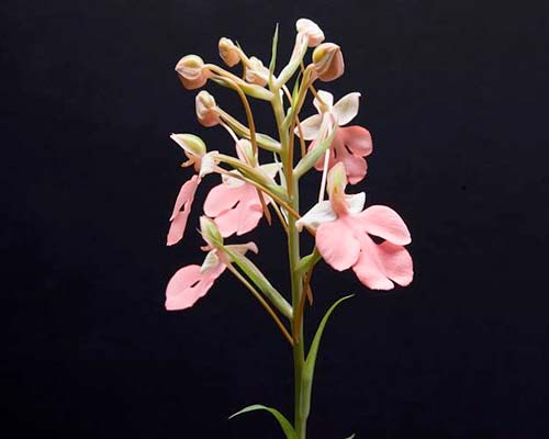 Habenaria erichmichelii