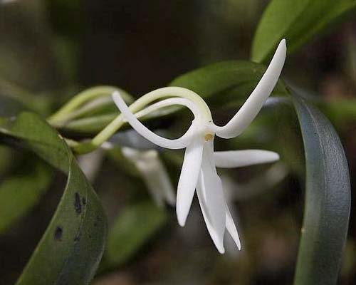 Jumellea fragrans