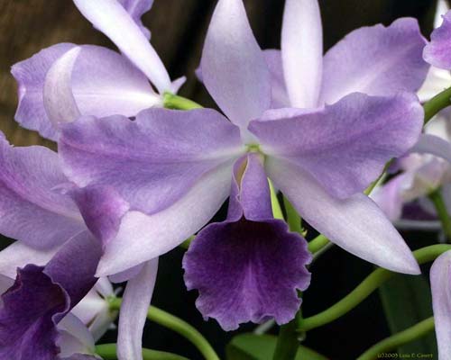 Laeliocattleya Mary Elizabeth Bohn ‘Royal Flare’