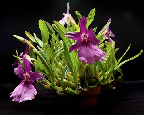 Miltonia moreliana