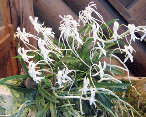 Neofinetia falcata